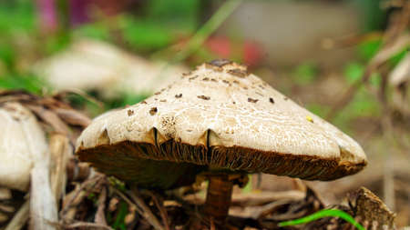 Fresh mushroom grows on the Mediterranean forest floor during the fall.の写真素材