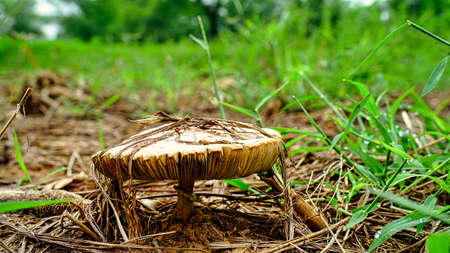 Shot of mushrooms growing on a mossy log in the forest. Selectively focused on the closest edges of the mushrooms and backlit by the sun.の写真素材