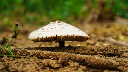 Wet mushroom, combined with environmental conditions. To make the mushrooms and mosses thrive.の写真素材