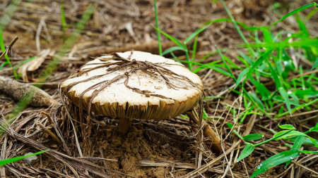 Wet mushroom, combined with environmental conditions. To make the mushrooms and mosses thrive.の写真素材
