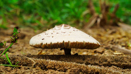Beautiful closeup of forest mushrooms. Gathering mushrooms. Mushrooms photo, forest photo, forest backgroundの写真素材