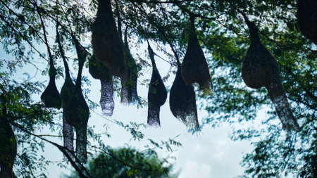 Group of weaver bird nest hanging on leafless tree under the blue sky, the peaceful weaver villageの写真素材
