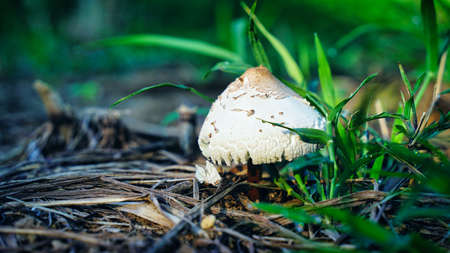 Micena inclined poisonous mushroom. Close-up of mushroom growing in forest.の写真素材
