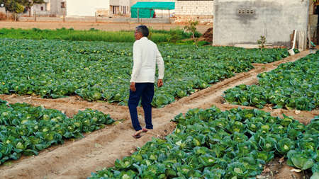 30 December 2021 Reengus, Rajasthan, India. Indian farmer in the cabbage field. View of cultivated cabbage growing in garden. Organic cabbage ready for harvest.のeditorial素材