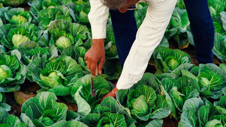 30 December 2021 Reengus, Rajasthan, India. Farmer working in cabbage field. Indian Farmer cutting green vegetables in his farm.のeditorial素材