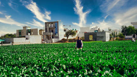 View of a freshly growing cabbage field. fresh green cabbages heads in the farm.のeditorial素材