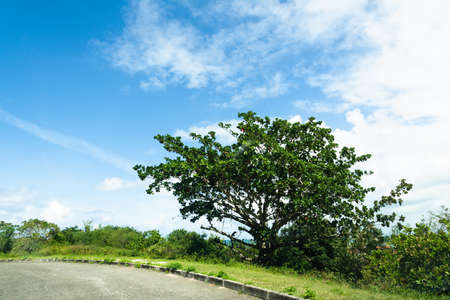 Green trees in the blue sky on a very sunny day. Salvador, Bahia, Brazil.の写真素材