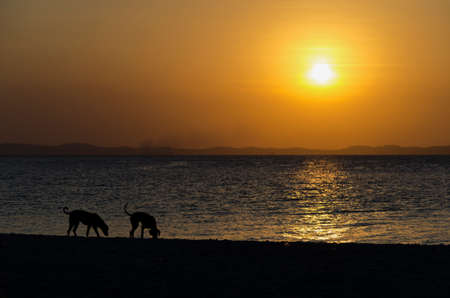 Dogs walks on Ribeira beach at the beautiful light yellow sunset. Salvador Bahia Brazil.の写真素材