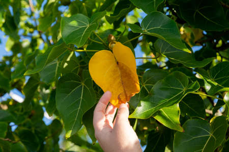 Green leaves of a plant with a hand touching the yellow flower. Sky in the background. Salvador, Bahia, Brazil.の写真素材