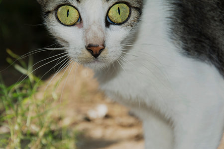 Green-eyed cat looking at the camera and sideways. SÃ£o Francisco do Conde, Bahia, Brazil.の写真素材