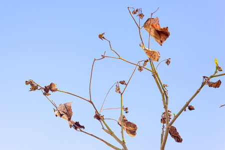 Plant branches in the strong sun of Rio Vermelho beach. Salvador, Bahia, Brazil.の写真素材