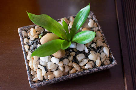 Green potted plant with indoor decoration stones in residential apartment. Bahia, Brazil.の写真素材