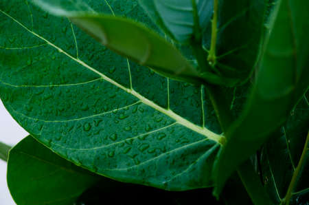 Close-up of green and highly branched leaves. Salvador, Bahia, Brazil.の写真素材