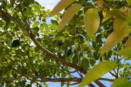 Green leaves of a rather leafy tree in a park. City of Salvador, Bahia, Brazil.の写真素材