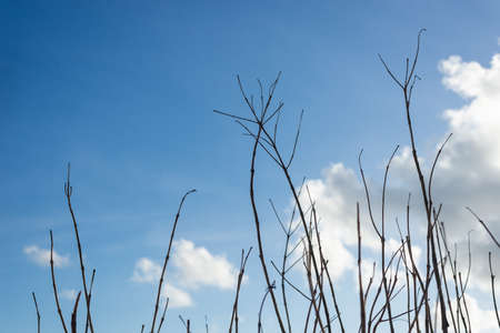 Salvador, Bahia, Brazil - May 30, 2021: Plant branches in the strong sun of Rio Vermelho beach, in Salvador (BA).の写真素材