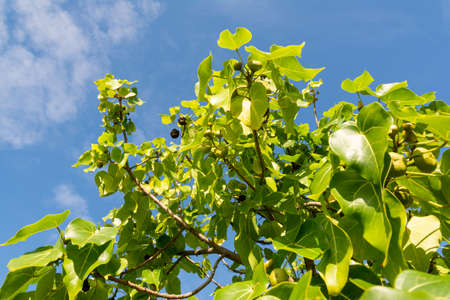 Green leaves of a plant with berries and the sky in the background. Salvador, Bahia, Brazil.の写真素材