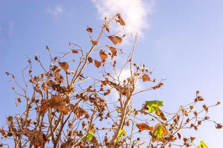 Plant branches in the strong sun of Rio Vermelho beach. Salvador, Bahia, Brazil.の写真素材