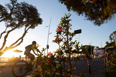 Salvador, Bahia, Brazil - June 17, 2021: Sunset silhouette of flowers, leaves, trees, bus stop and people on the edge of Porto da Barra in Salvador.のeditorial素材