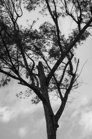 Leafy tree in black and white with clouds in the background. Salvador, Bahia, Brazil.の写真素材