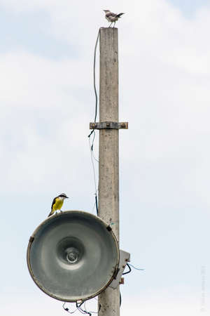 The Bem-te-vi on the power post. It is a very popular bird, even in urban centers we can find them.の写真素材