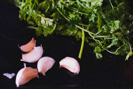 Garlic and cilantro on a table inside a residential kitchen. Garlic and coriander are edible plants widely used as a spice and for medicinal purposes.の写真素材