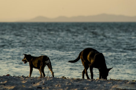 Salvador, Bahia, Brazil - October 29, 2015: Silhouette of two dogs enjoying the sunset at Ribeira beach in Salvador, Bahia.の写真素材