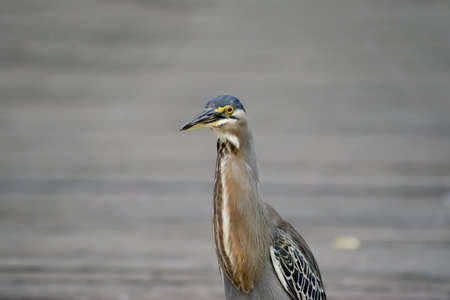 Socozinho is a bird of the order Pelecaniformes of the Ardeidae family. Also known as punch-student, punch-i and punch-mirim (Para), punch-piss and punch-gut.の写真素材