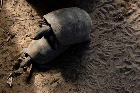 Tortoise is a reptile provided with a carapace, exclusively terrestrial, native to South America, especially in Brazil. Salvador Zoo, Bahia, Brazil.の写真素材