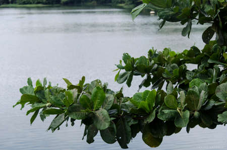 Flowers and green leaves of the Metropolitan Park of Pituacu. City of Salvador, Bahia, Brazil.の写真素材