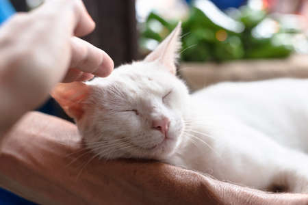 Blue-eyed white adult cat resting on his friend's arm. Sao Joaquim Fair, Salvador, Bahia, Brazil.の写真素材