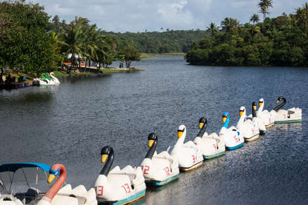Salvador, Bahia, Brazil - August 17, 2014: Parque de Pituacu is situated on the seafront and ranks the largest ecological reserve in the city of Salvador, Bahia.のeditorial素材