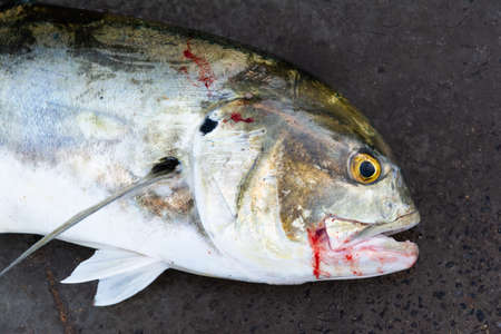 Dead fish on the floor of the fishermen's colony waiting to be sold. Salvador, Bahia Brazil.の写真素材