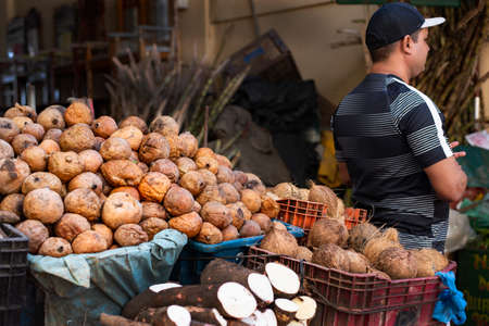 Salvador, Bahia, Brazil - June 29, 2019: Man with his back to the healthy and colorful fruits on sale at the Sao Joaquim fair. Salvador, Bahia, Brazil.のeditorial素材
