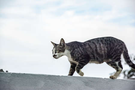 Dark colored cat on the fence watching the street movement. Camacari, Bahia, Brazil.の写真素材