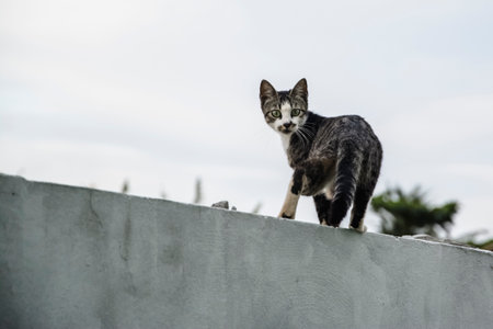 Dark colored cat on the fence watching the street movement. Camacari, Bahia, Brazil.の写真素材