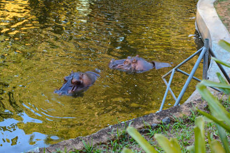 Hippopotamus couple in the river water. Salvador, Bahia, Brazil.の写真素材