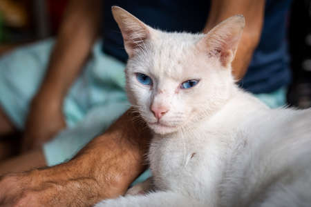 Blue-eyed white adult cat resting on his friend's arm. Sao Joaquim Fair, Salvador, Bahia, Brazil.の写真素材