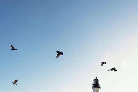 Bottom view of pigeons flying against the blue sky from Farol da Barra in Salvador, Bahia, Brazil.