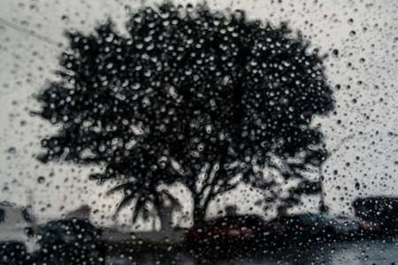 Wet glass, car inside view of a tree on the street. Salvador, Bahia, Brazil.の写真素材