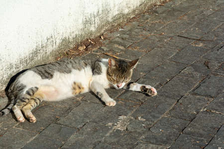 White tabby cat lying on the floor sunbathing in the afternoon. Salvador, Bahia, Brazil.の写真素材