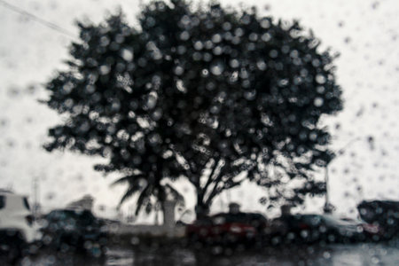 Wet glass, car inside view of a tree on the street. Salvador, Bahia, Brazil.