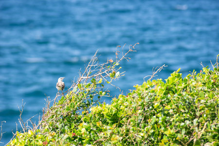 Green plants and leaves on the seashore. Salvador, Bahia, Brazil.の写真素材