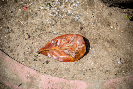 Salvador, Bahia, Brazil - August 15, 2021: Brown leaf on the street floor of the city of Salvador, Bahia, Brazil.の写真素材