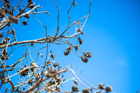 Flowering plants against a blue sky. Salvador, Bahia, Brazil.の写真素材