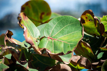 Flowering plants against a blue sky. Salvador, Bahia, Brazil.の写真素材