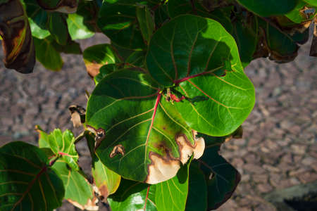Green leaves against the ground in strong sun. Salvador, Bahia, Brazil.の写真素材
