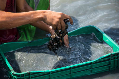 Sao Francisco do Conde, Bahia, Brazil - January 26, 2016: Shellfish gatherers in search of curstaceans for financial support and food for their family.のeditorial素材