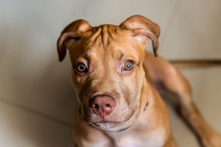 Closeup of the face of a caramel colored dog looking at the camera. Salvador, Bahia, Brazil.