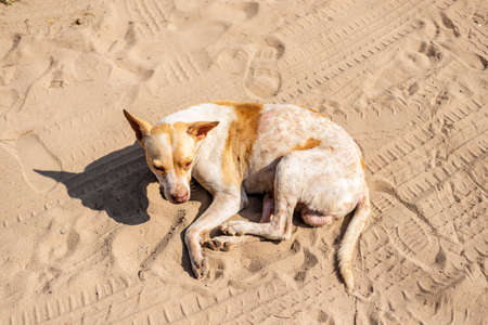 Portrait from above an abandoned dog sitting on the sand of a beach. City of Salvador in the...