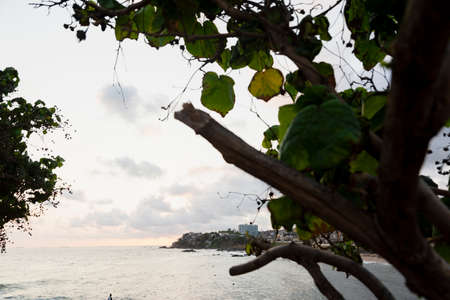 View of flowers with the background to the sea, sky and houses on the hill. City of Salvador, Bahia,...